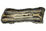 Mammoth Molar Slice With Case - South Carolina #144258-1